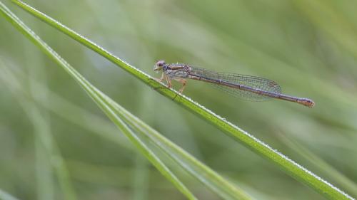 Ceriagrion tenellum